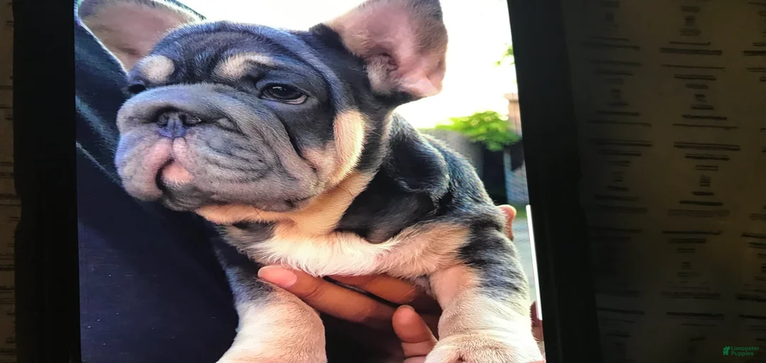 Gallery Image {{count}}