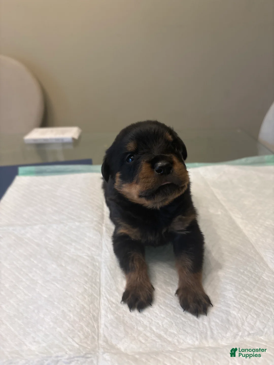 Rottweiler dogs for sale: Red - Ad 2