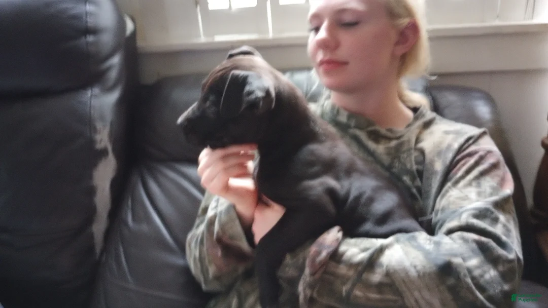 American Bully dogs for sale: Jordan Burroughs - Ad 1