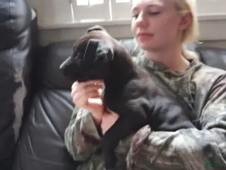 American Bully dogs Jordan Burroughs - Ad 20