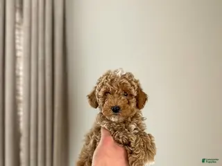 Mini Goldendoodle dogs River - Ad 34