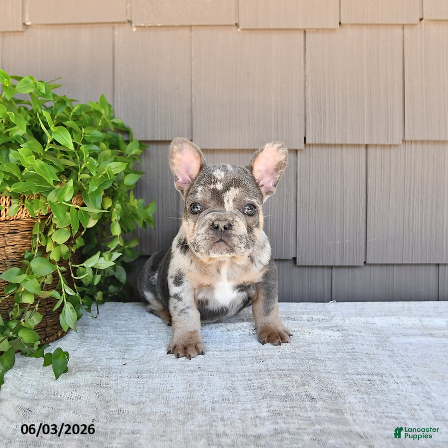 French Bulldog dogs for sale: Taco - Ad 2