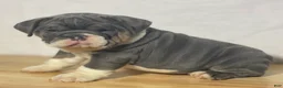 English Bulldog dogs for sale: Stella - Ad 4