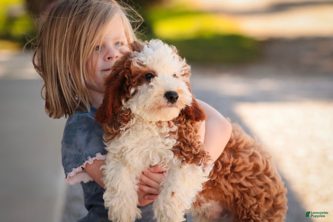 Cavapoo dogs Larry Cavapoo  - Ad 2