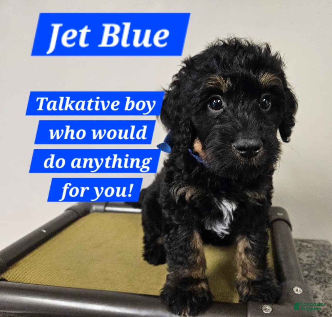 Bernedoodle dogs for sale: Jet Blue - Ad 4