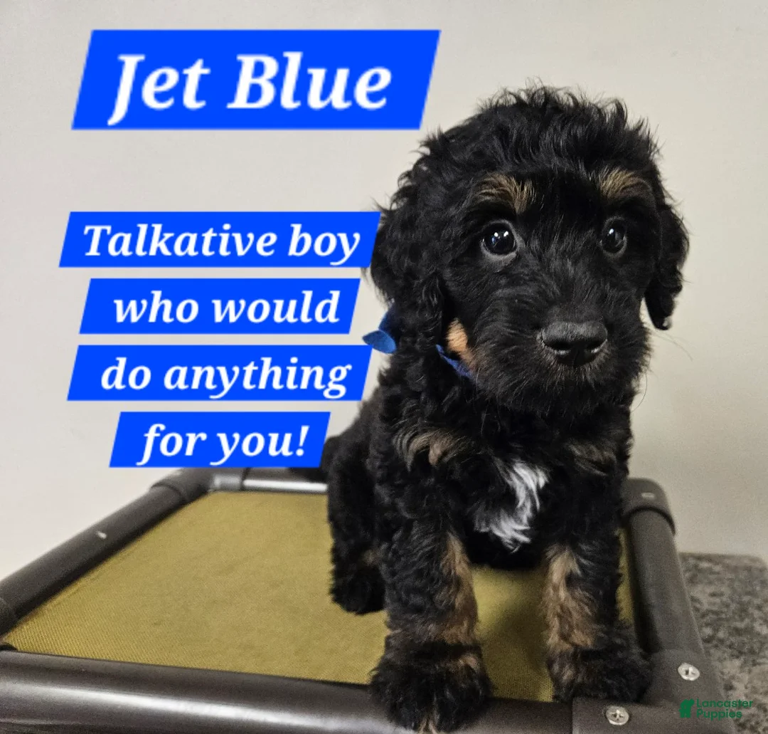 Bernedoodle dogs for sale: Jet Blue - Ad 1