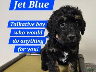 Bernedoodle dogs Jet Blue - Ad 19