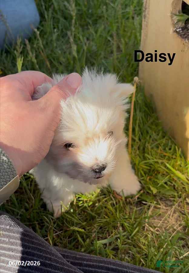Maltese dogs for sale: Daisy - Ad 5