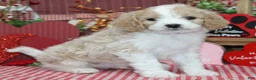 Cavapoo dogs for sale: Fletcher - Ad 1