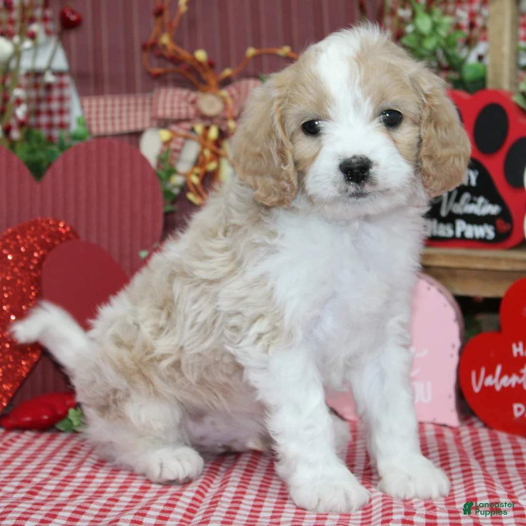 Cavapoo dogs for sale: Fletcher - Ad 1