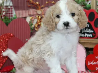 Cavapoo dogs Fletcher - Ad 13