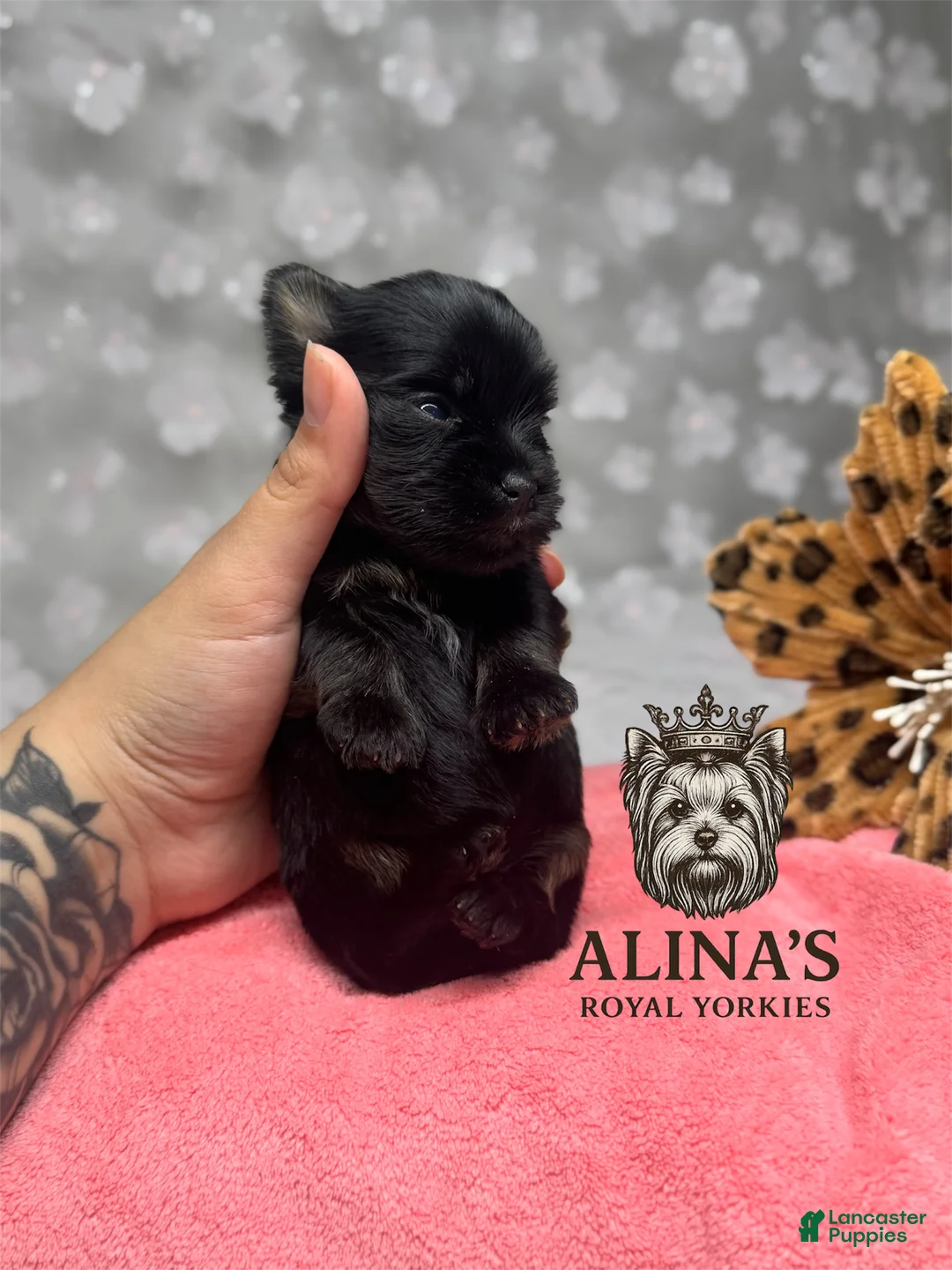 Yorkshire Terrier dogs for sale: Yorkshire Terrier Puppy 4 - Ad 2