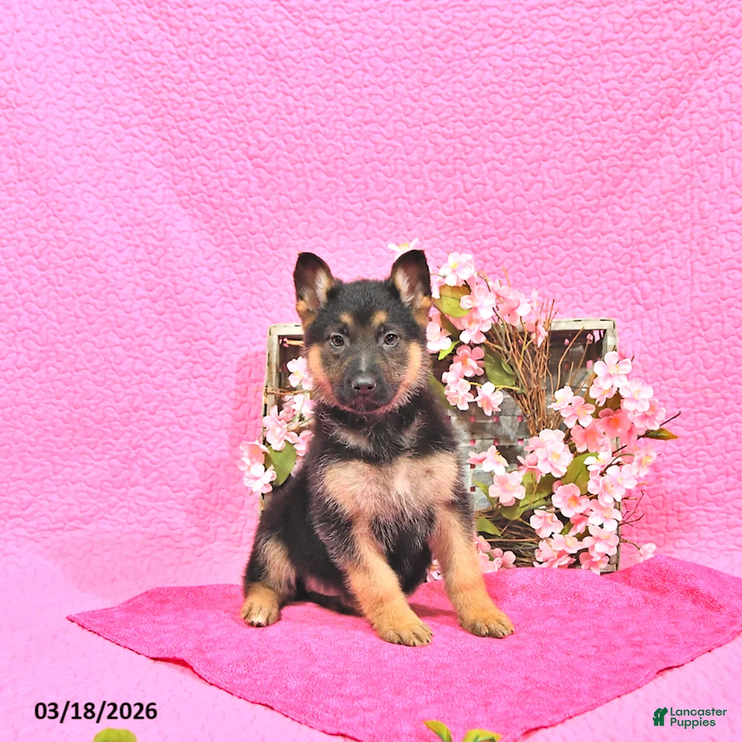 German Shepherd dogs for sale: Sadie - Ad 1