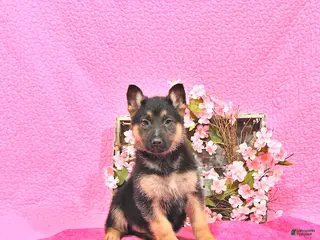 German Shepherd dogs for sale: Sadie - Ad 3