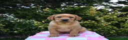 Labrador Retriever dogs for sale: Rusty - Ad 1