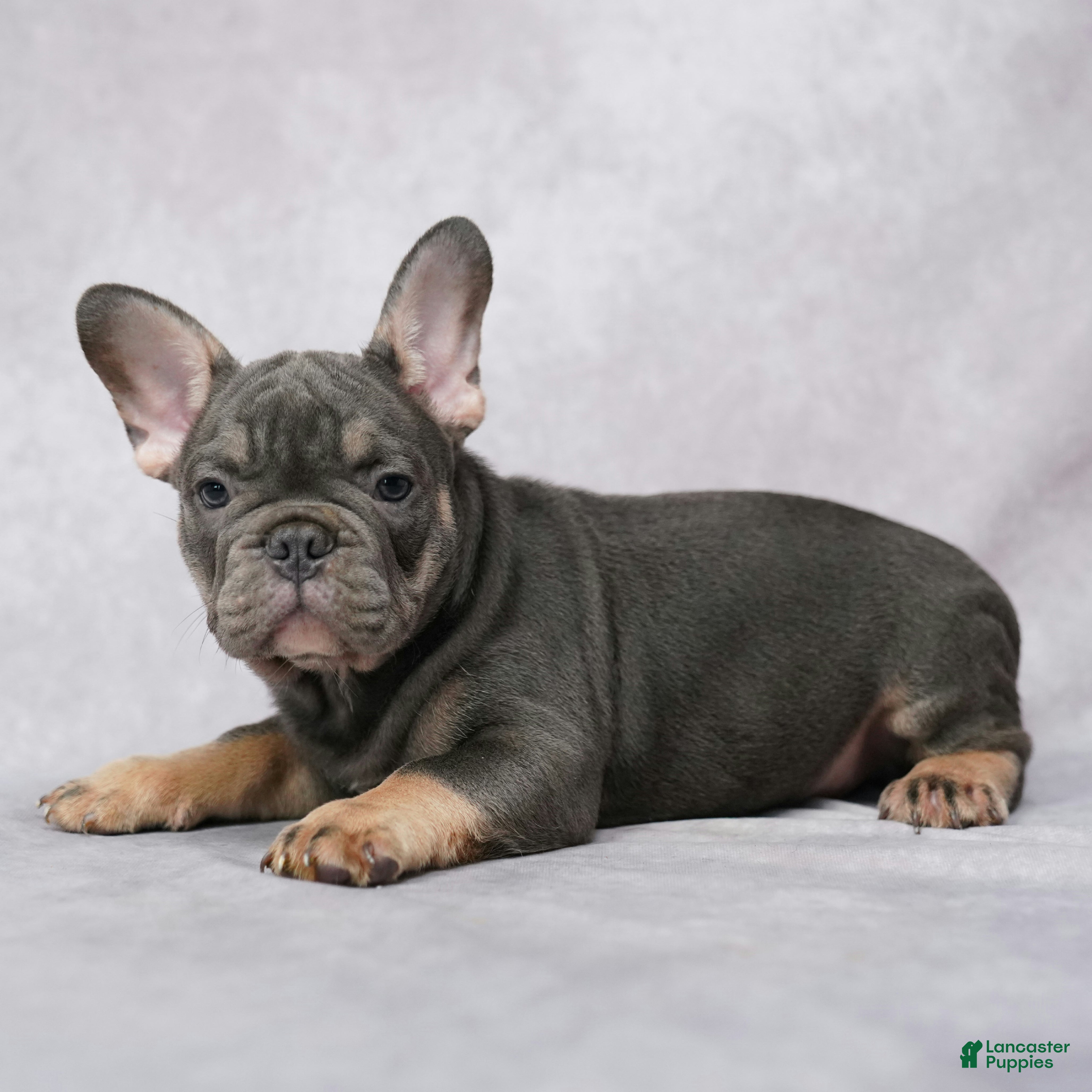 French Bulldog dogs Grant - Ad 2