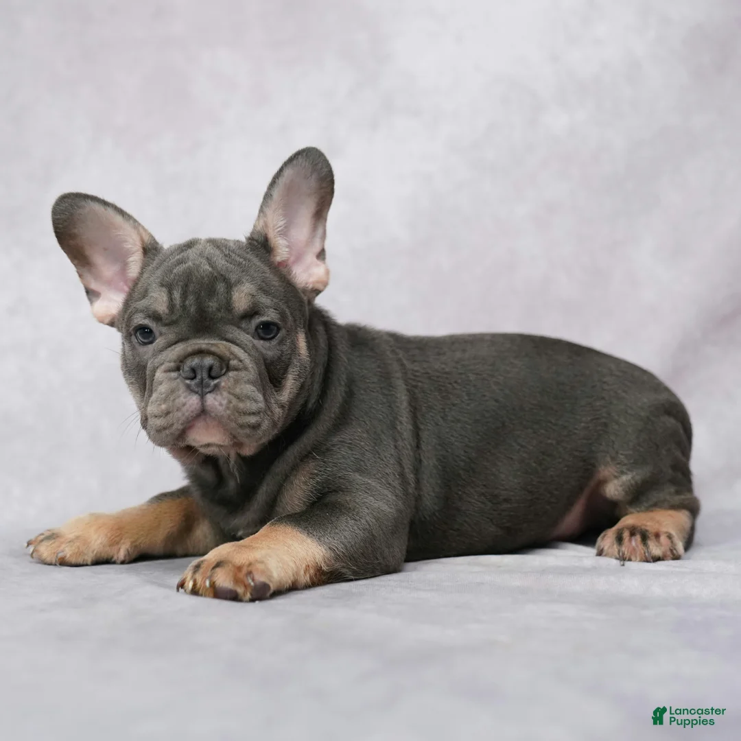 French Bulldog dogs for sale: Grant - Ad 2
