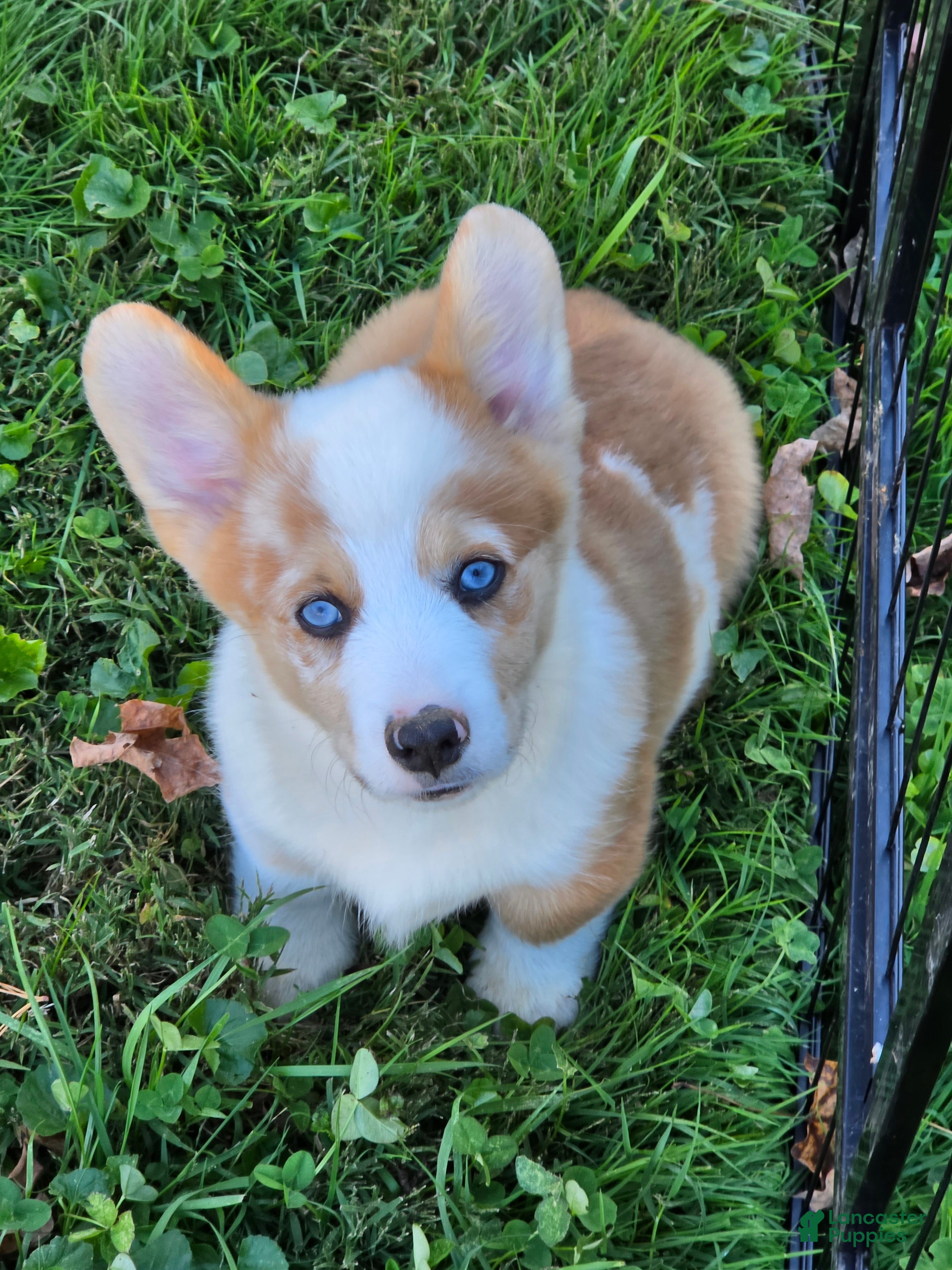 Welsh Corgi Pembroke dogs for sale: Beautiful Bentley  - Ad 1