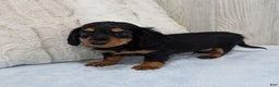 Miniature Dachshund dogs for sale: Mason - Ad 3