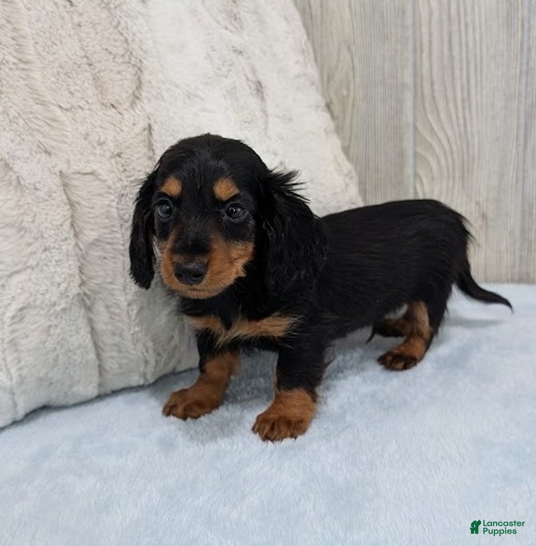 Miniature Dachshund dogs for sale: Mason - Ad 3