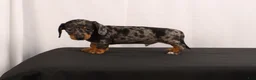 Dachshund dogs for sale: Fido - Ad 3