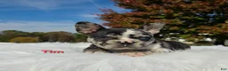 Mixed Breed dogs for sale: Tim - Ad 10