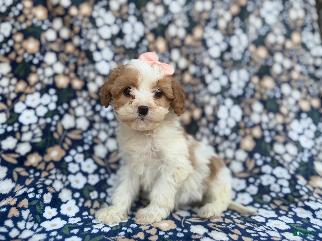 Cavapoo dogs for sale: Ruby - Ad 3