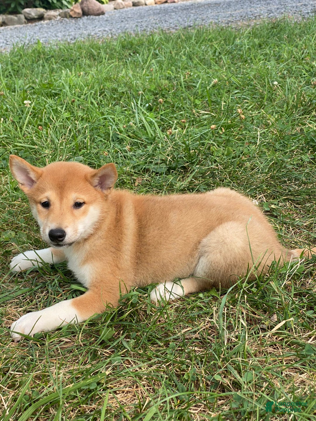 Shiba Inu dogs for sale: Iris - Ad 5