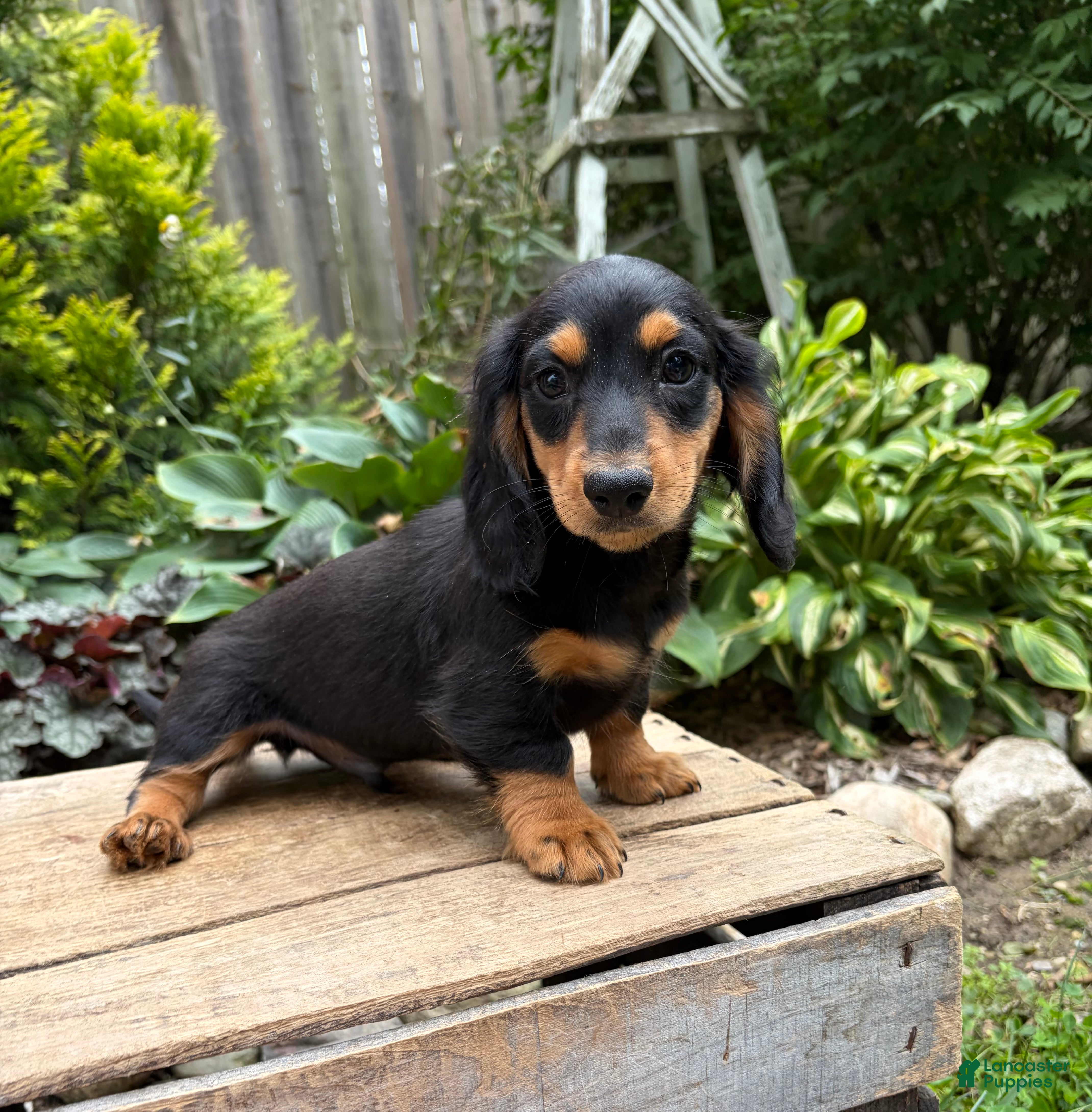 Dachshund dogs Remington - Ad 2