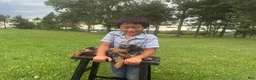 Miniature Dachshund dogs for sale: Pearl - Ad 22