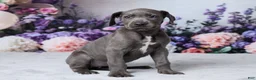 Great Dane dogs for sale: Chloe - Ad 4