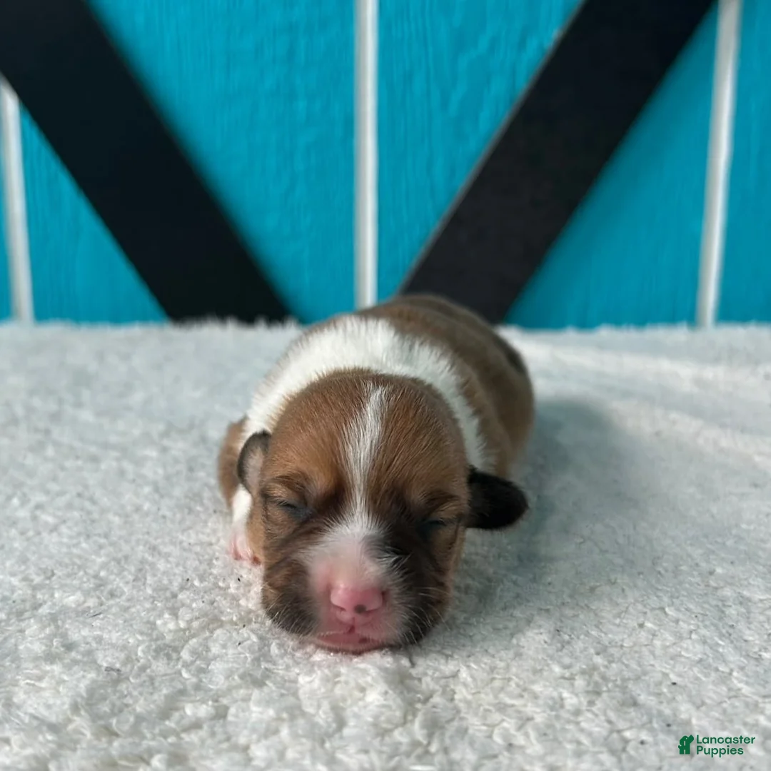 Welsh Corgi Pembroke dogs for sale: Danny Welsh Corgi Pembroke Puppy  - Ad 1