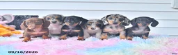 Miniature Dachshund dogs for sale: Fanta  - Ad 5