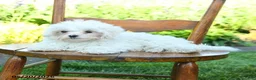 Maltese dogs for sale: Snowball - Ad 5