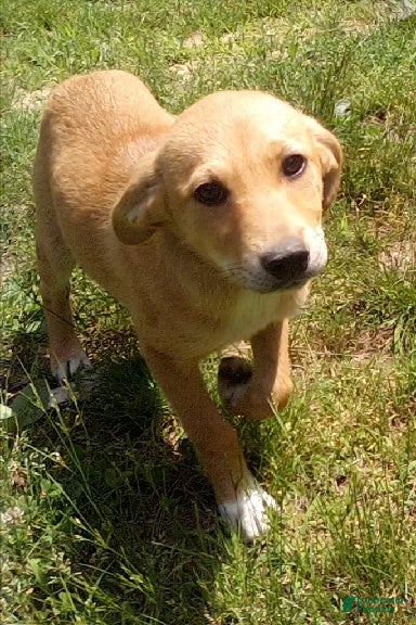 Mixed Breed dogs Ashley - Ad 1