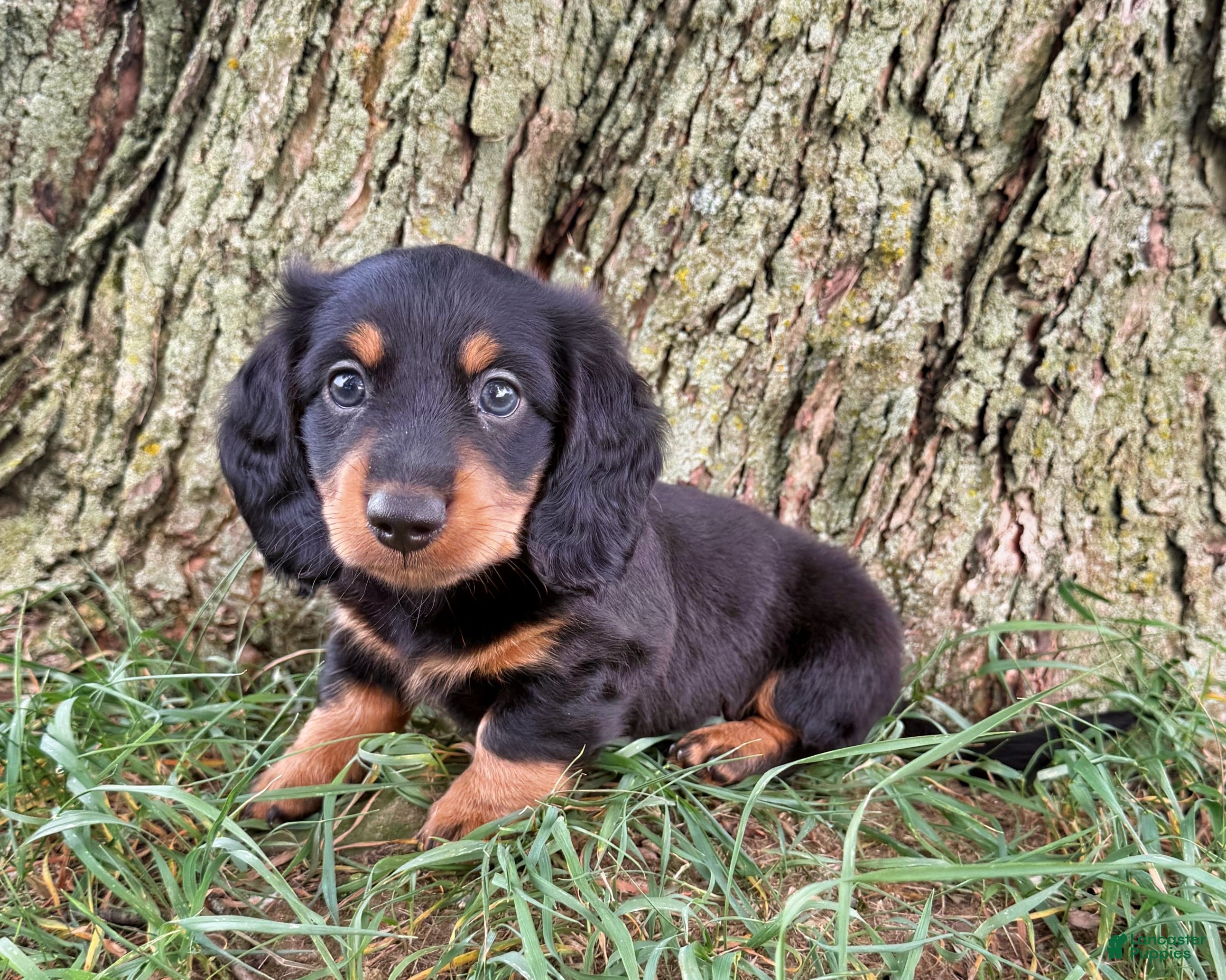 Miniature Dachshund dogs Josh - Ad 2