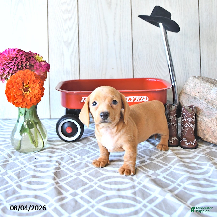 Miniature Dachshund dogs Reba - Ad 2