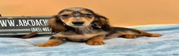 Miniature Dachshund dogs for sale: AKC GCH Frapp Russian blue eye - Ad 16