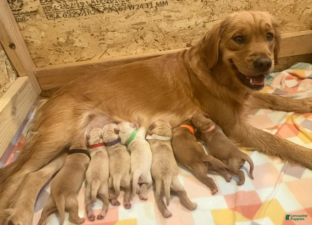 Golden Retriever dogs for sale: Golden Retriever - Schmo  - Ad 2