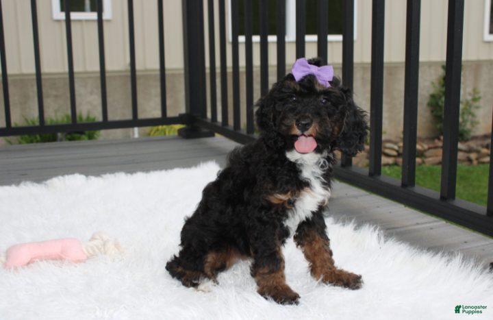 Miniature Poodle dogs Amber  - Ad 1