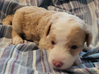 Mixed Breed dogs - Ad 1