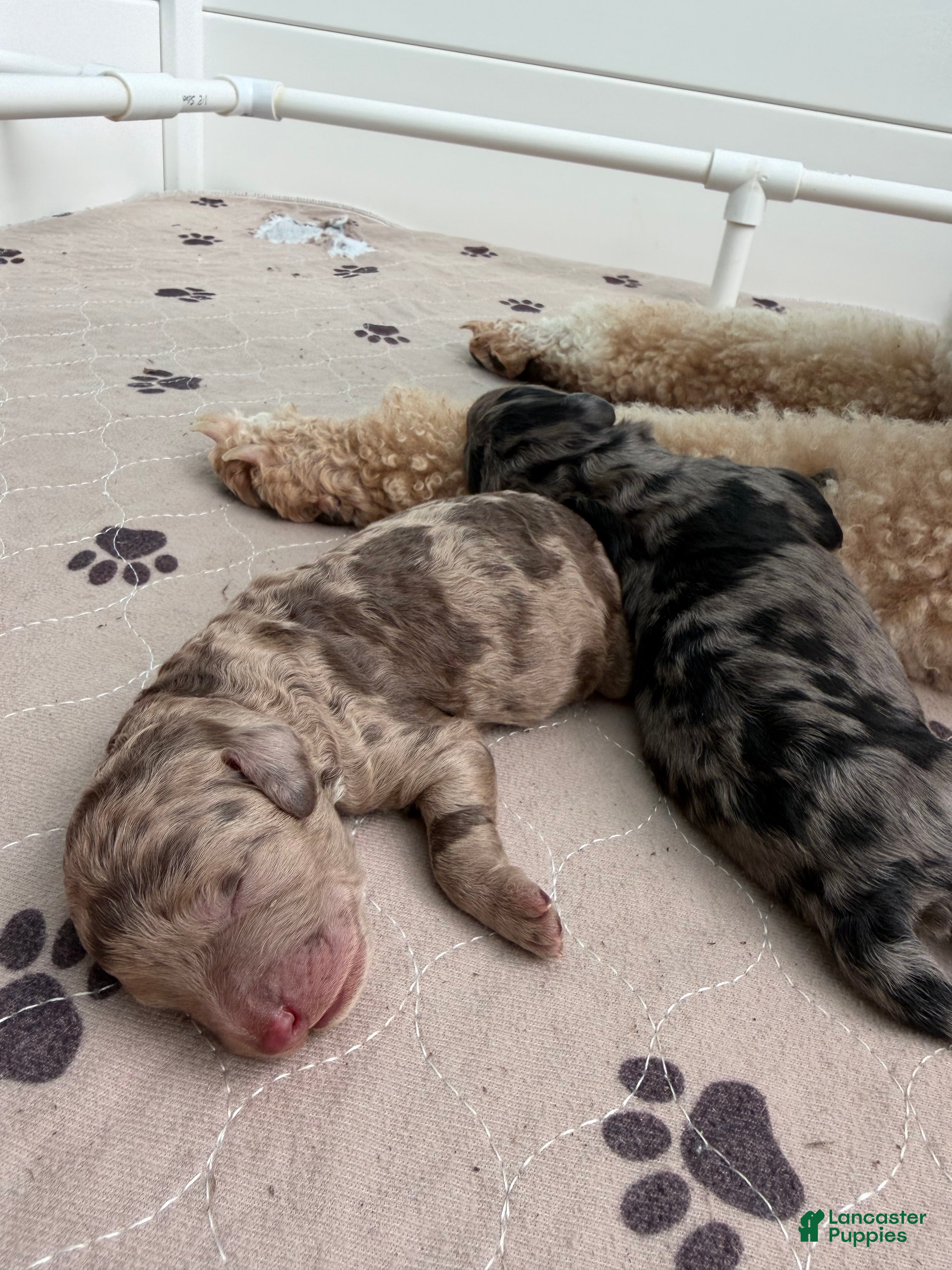 Mixed Breed dogs Jellybean - Ad 1