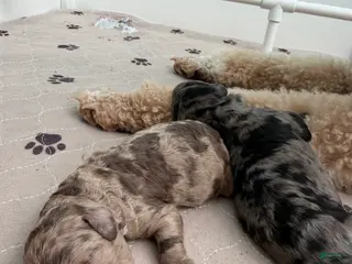 Mixed Breed dogs for sale: Jellybean - Ad 1