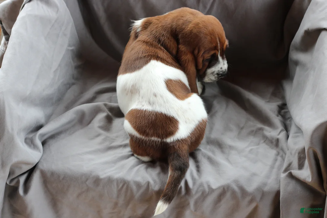 Basset Hound dogs for sale: Basset Hound Puppy 1 - Ad 3