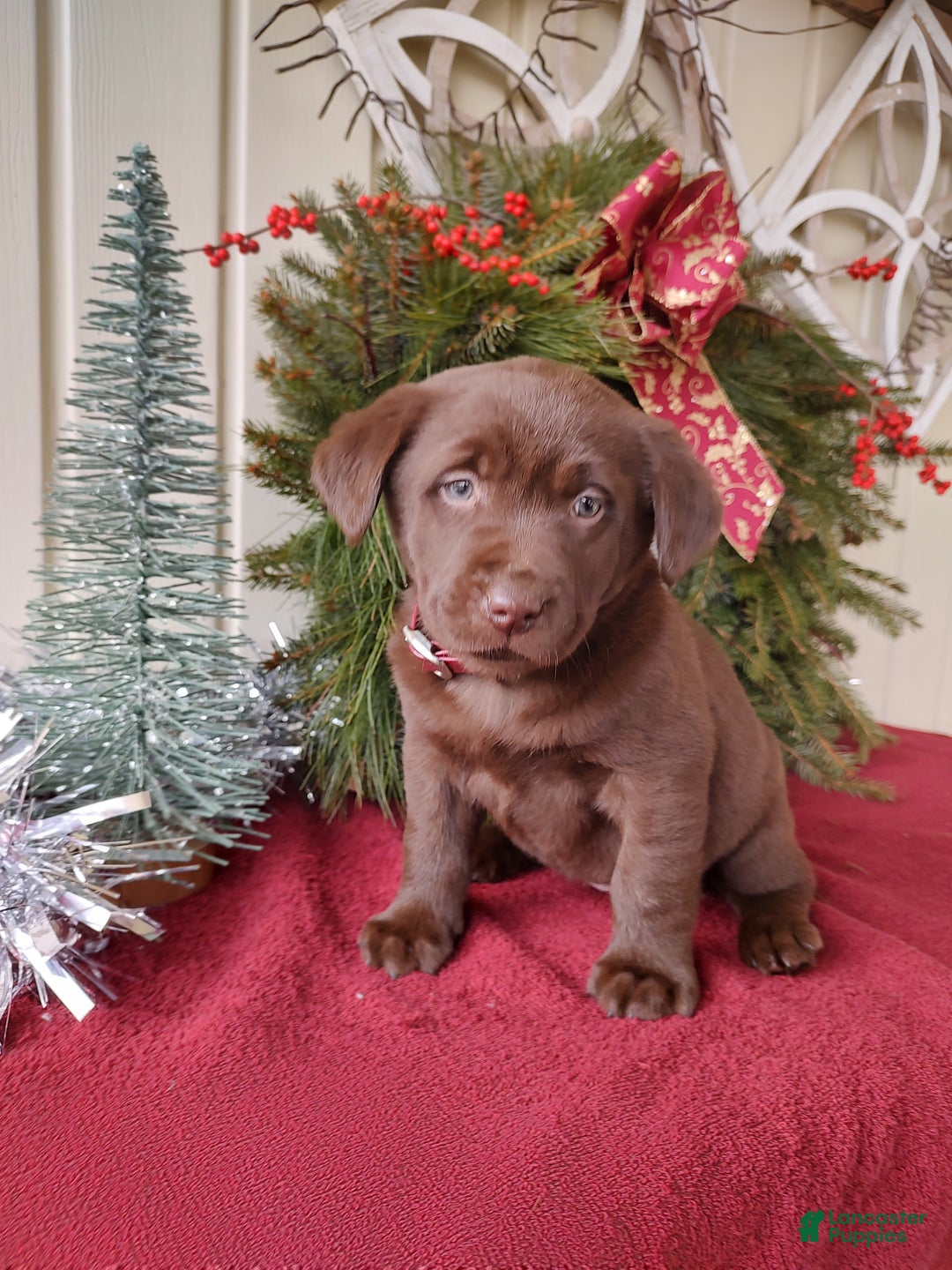 Labrador Retriever dogs for sale: Belle - Ad 5