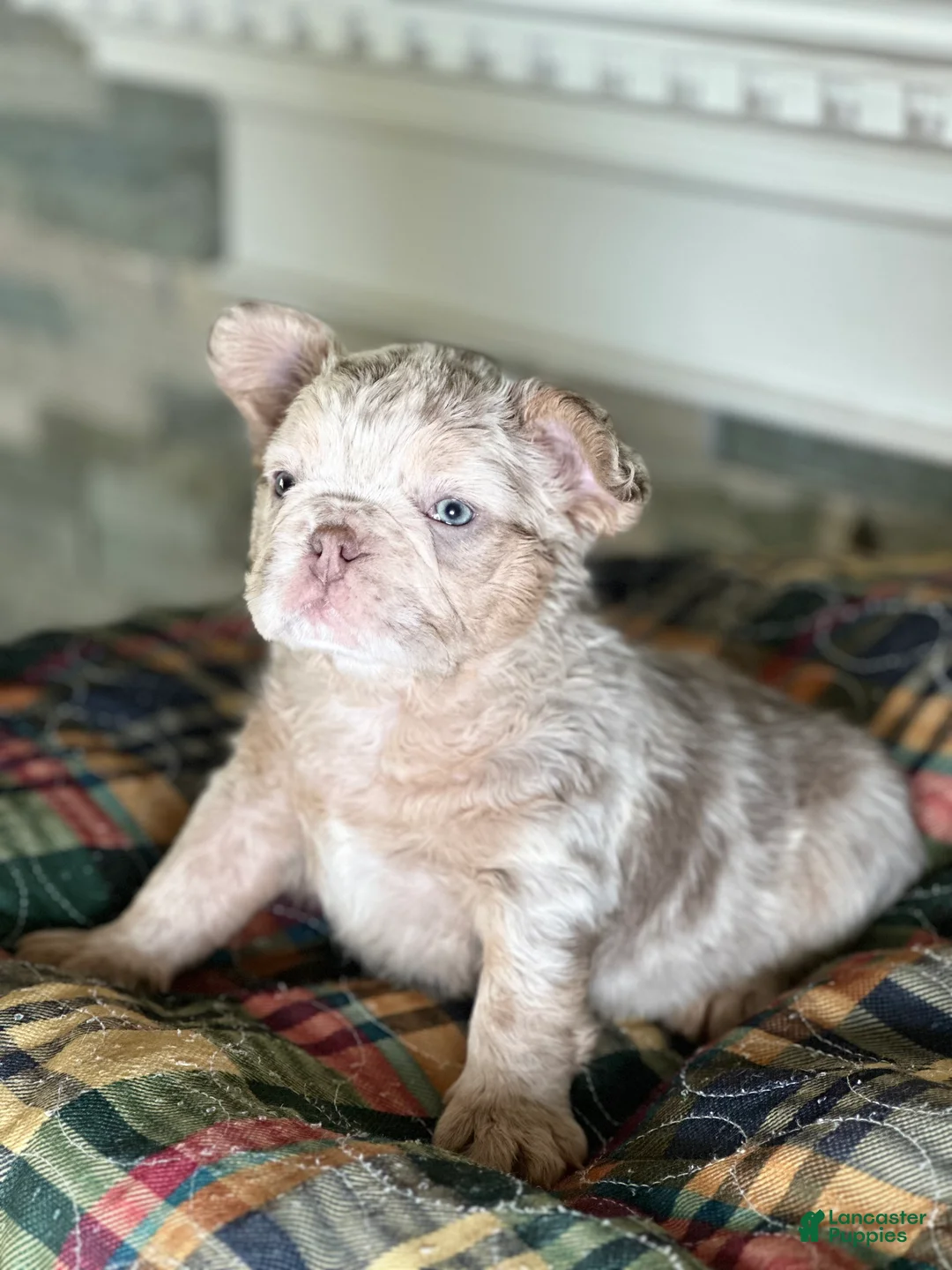 French Bulldog dogs for sale: French Bulldog 1 - Ad 2
