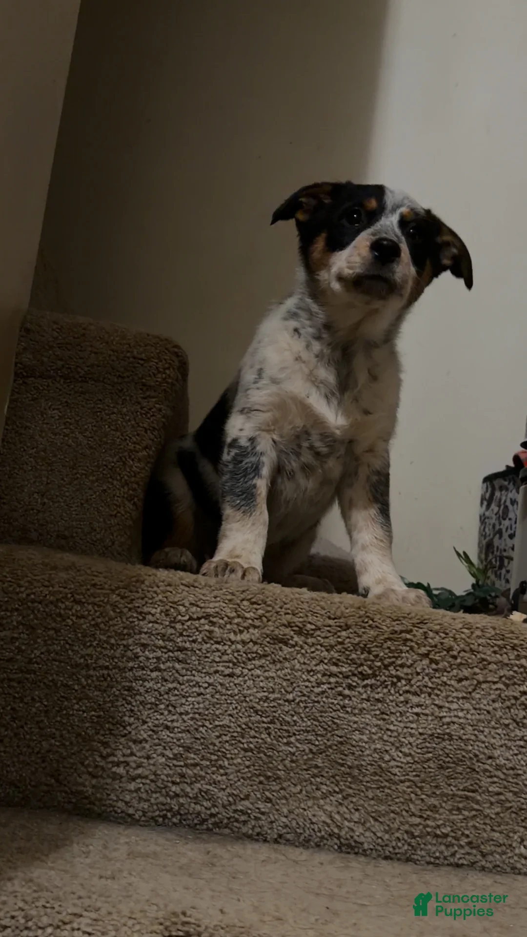 Australian Cattle Dog dogs for sale: Tommy - Ad 7