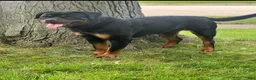 Rottweiler dogs for sale: Rottweiler 4 - Ad 3