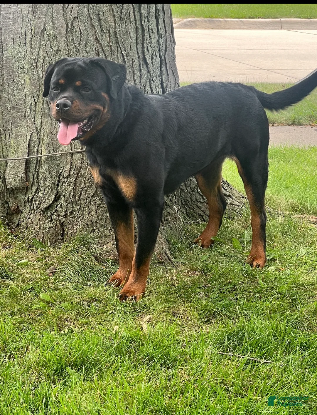 Rottweiler dogs for sale: Rottweiler 3 - Ad 2