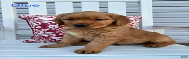 Golden Retriever Puppy 3 "BLUE"